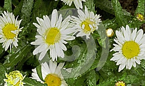 White Coreopsis Flowers -Sun Loving Perennials of The Daisy Family