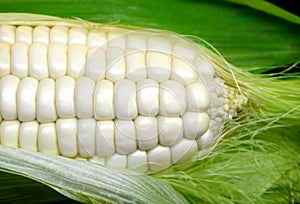 White corn