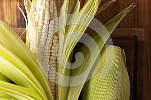 White Corn Cob Closeup