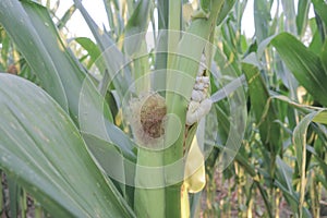 White corn cobs contaminated by Huitlacoche mushroom
