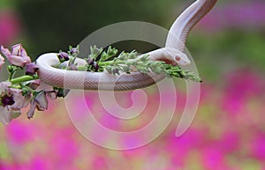 White Corn Snake On Flower
