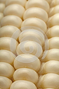 White corn vegatable closeup background