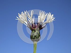 White cornflower against a clear blue sky