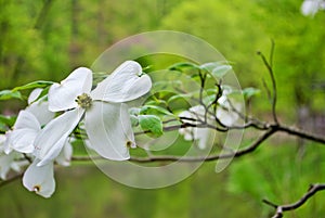 White Cornus florida rubra tree also known as white flowering dogwood tree photo