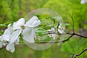 White Cornus florida rubra tree also known as white flowering dogwood tree