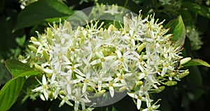 White cornus sanguinea flowers on the bush