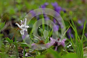 White Corydalis cava Papaveraceae