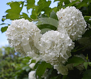 White corymbs of Viburnum, Boule de Neige, snowball tree