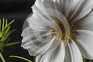 white cosmea Bud, Asteraceae close-up on a black background, family of Aster flowers a
