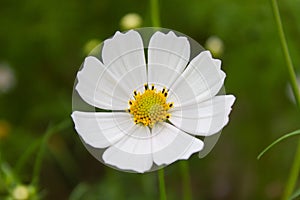 White Cosmee flower on a green garden background photo