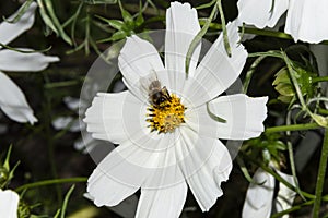 White Cosmeya large flower, the bee collects pollen. Blurred background. photo