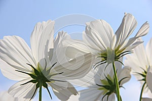 White Cosmo Flowers against blue sky