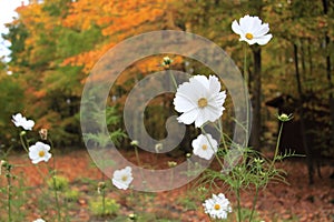 White Cosmo flowers blooming in autumn.