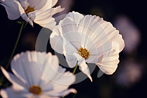 White cosmos