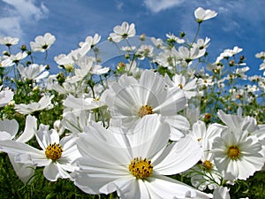 White Cosmos