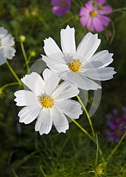 White Cosmos