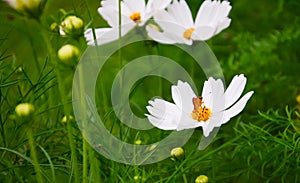 White cosmos, beautiful flower and tiny butterfly