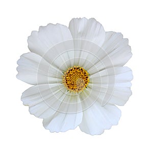 White Cosmos Bipinnatus