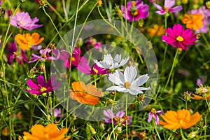 White Cosmos bipinnatus colors beautiful fresh in the field cosmos as background.