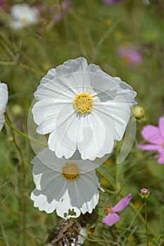 White cosmos bipinnatus flower