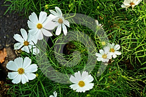 White Cosmos bipinnatus flowers blooming among green leaves back