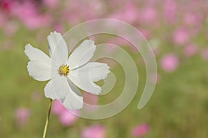 White Cosmos bipinnatus Flowers with Blurred Landscape Background