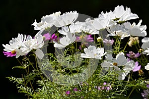 White cosmos bipinnatus flowers