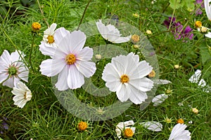 White Cosmos bipinnatus flowers in nature. Flower decorative garden