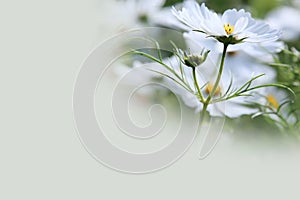 White Cosmos Flower Background