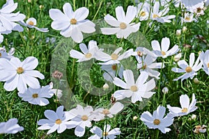 White cosmos flower blooming in the field, beautiful cosmos flowers in garden at suanluang rama 9