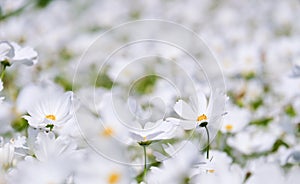 White cosmos flower blooming in the field, beautiful cosmos flowers in garden at suanluang rama 9