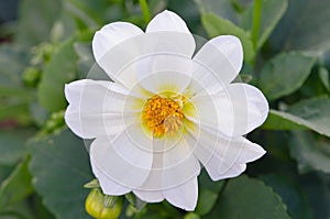 White cosmos flower in Chiangmai Thailand