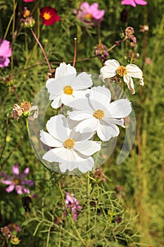 White cosmos flower close up