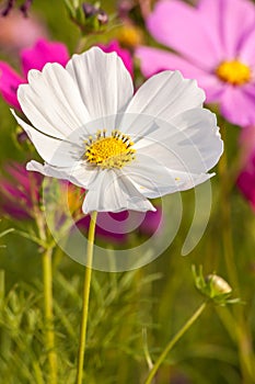 White cosmos flower close up