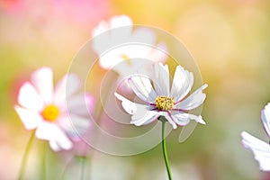 White cosmos flower in cosmos field.