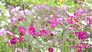 White cosmos flower in cosmos field.