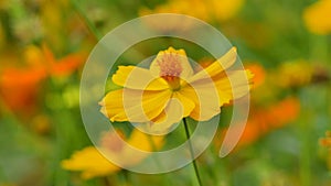 White cosmos flower in cosmos field.