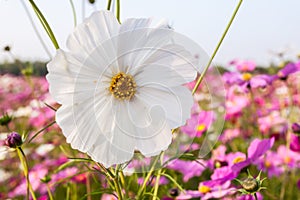 White cosmos flower on field