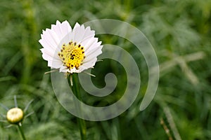 White cosmos flower on field