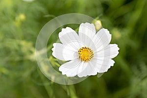 White cosmos flower on field