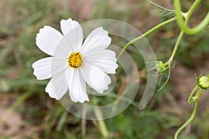 White cosmos flower on field