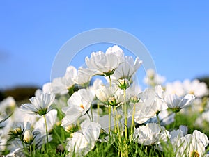 White Cosmos flower  field blooming against blue sky