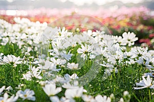 White Cosmos Flower Field With sunlight