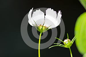 White cosmos flower and flower bud , in the garden