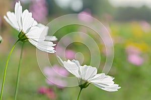 White cosmos in flower garden