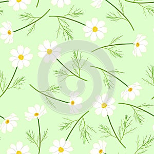 White Cosmos Flower on Green Background. Vector Illustration