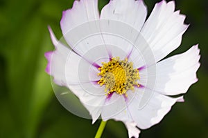 White cosmos flower in the green garden