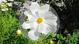 White Cosmos flower on the green lawn.