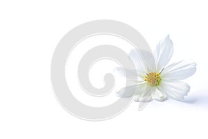 White cosmos flower isolated