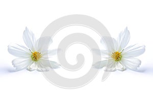 White cosmos flower isolated